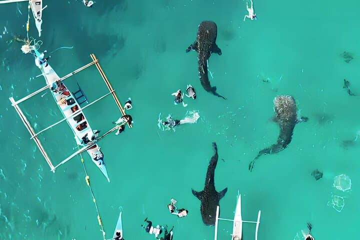 Whale Sharks & Kawasan Canyoneering: Full-Day Cebu Adventure photo 3
