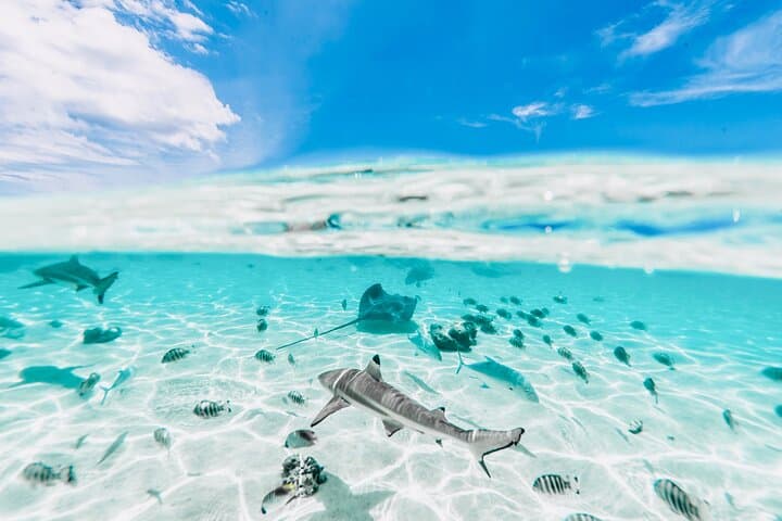 Moorea Private 4-Hour High-End Boat Excursion — Snorkel Rays, Sharks & Turtles photo 5