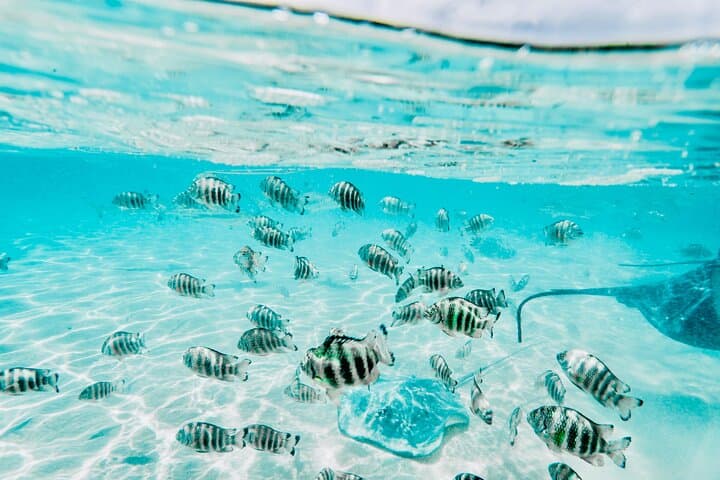 Moorea Private 4-Hour High-End Boat Excursion — Snorkel Rays, Sharks & Turtles photo 6