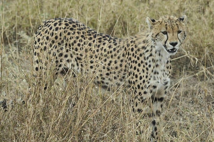 Full-Day Sun City and Pilanesberg Game Reserve Private Safari from Johannesburg