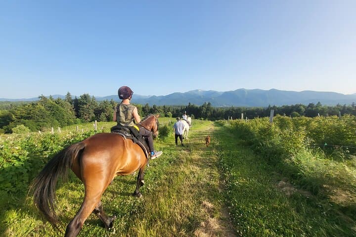 Horseback Riding in Borovets: Rila Forest Trails & Beginner-Friendly Ranch Ride photo 5