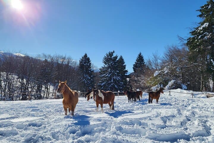 Horseback Riding in Borovets: Rila Forest Trails & Beginner-Friendly Ranch Ride photo 2