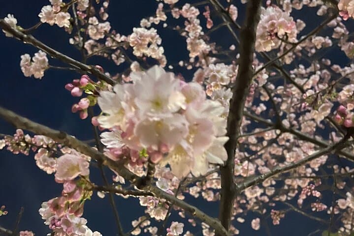 Kimono Walk in Kabukicho: Private Cultural Stroll to Hanazono Shrine photo 6