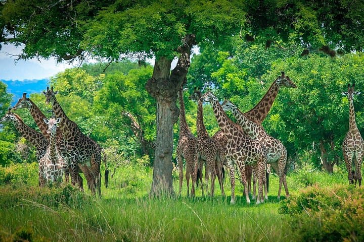 2-Day Mikumi Safari: Private Wildlife & Maasai Village Tour from Dar es Salaam