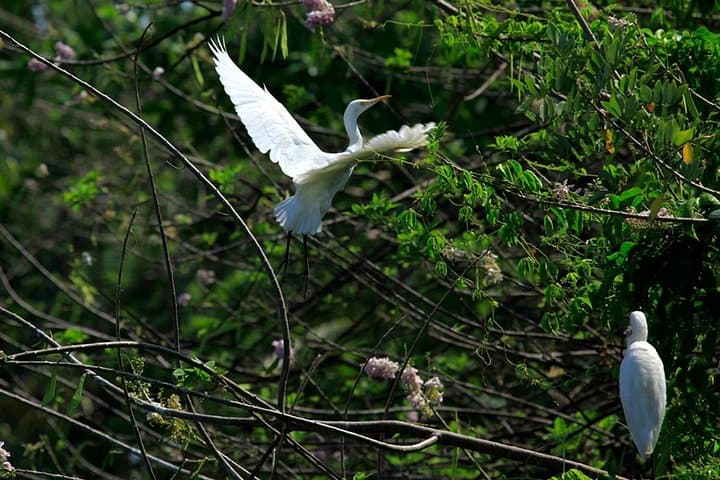 Kumarakom Backwaters Private Shikara Cruise & Bird Sanctuary Day Tour from Kochi photo 3