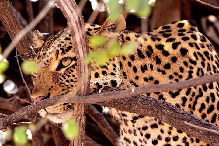 Full-Day Chobe Safari from Victoria Falls & Kasane — Boat and Jeep Game Drive photo 4