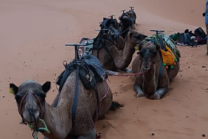 3-Day Luxury Sahara Tour from Marrakesh: Erg Chebbi Camels & Desert Camp photo 4