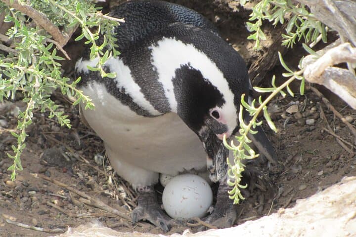 Punta Tombo Penguin Reserve Day Trip from Puerto Madryn