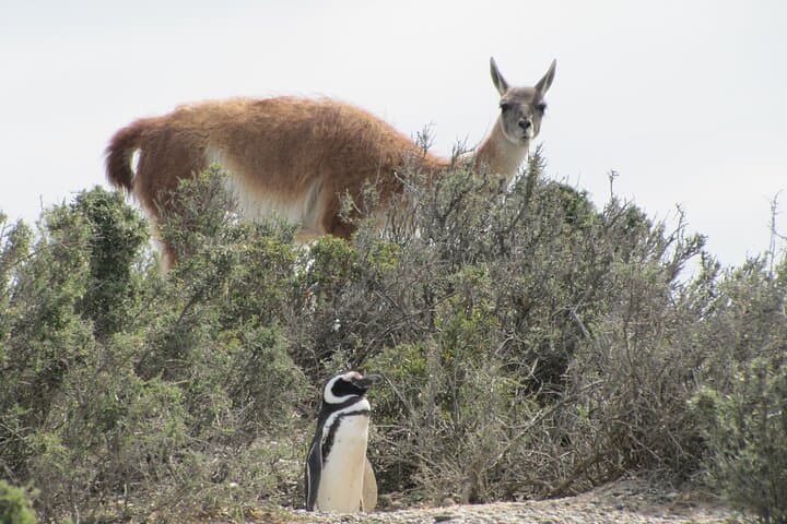 Punta Tombo Penguin Reserve Day Trip from Puerto Madryn photo 4