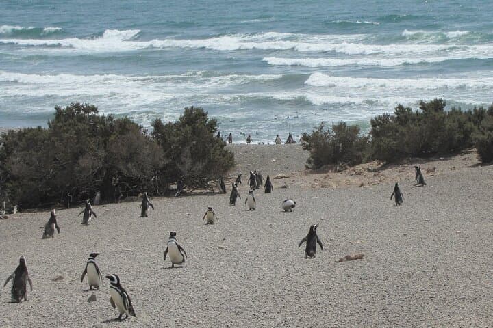 Punta Tombo Penguin Reserve Day Trip from Puerto Madryn photo 5
