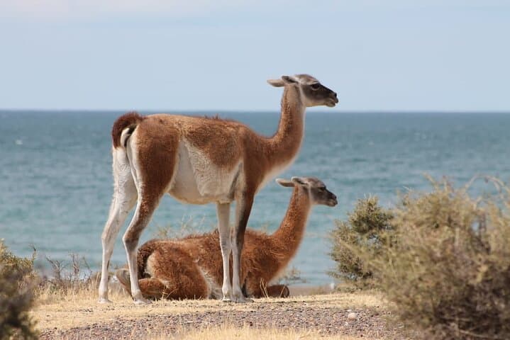 Punta Tombo Penguin Reserve Day Trip from Puerto Madryn photo 6