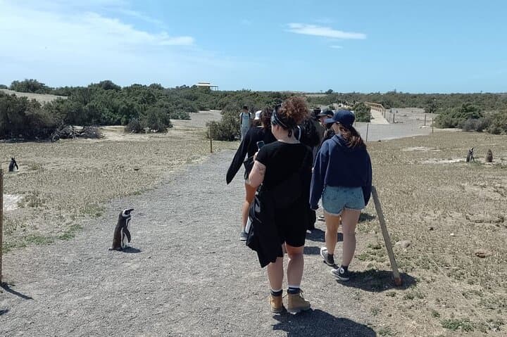 Punta Tombo Penguin Reserve Day Trip from Puerto Madryn photo 2