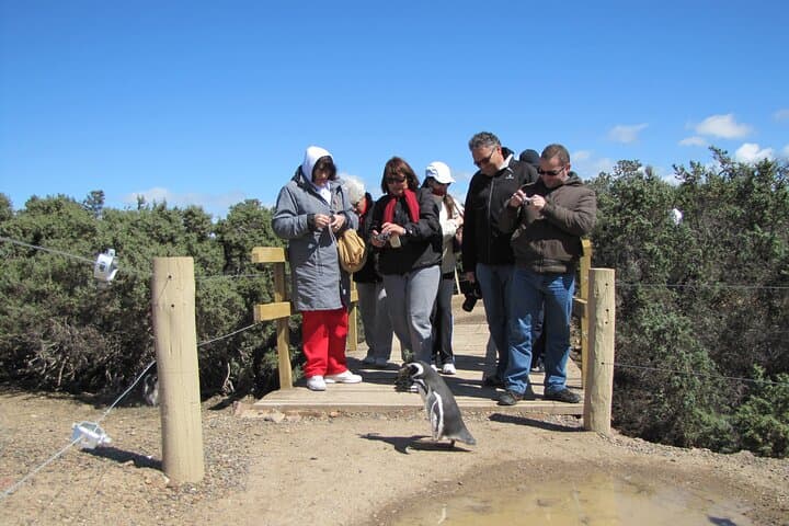 Punta Tombo Penguin Reserve Day Trip from Puerto Madryn photo 3