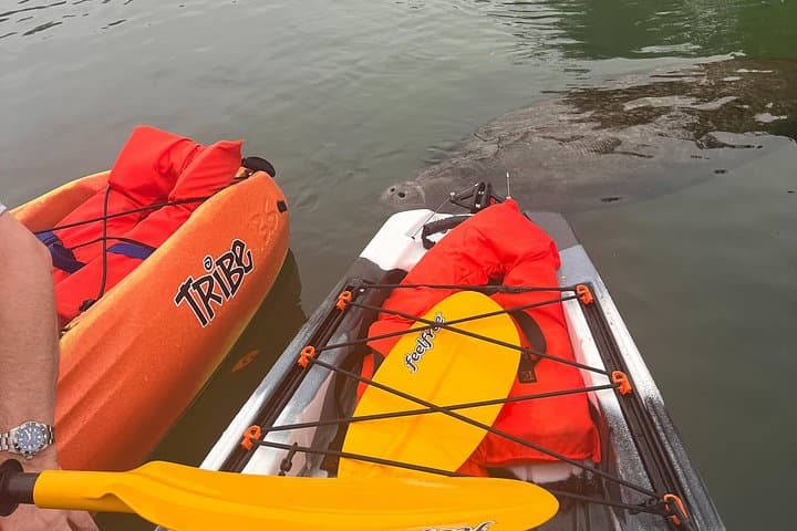 Kayak with Manatees in Kings Bay: 3-Hour Guided Tandem Adventure from Crystal River photo 3