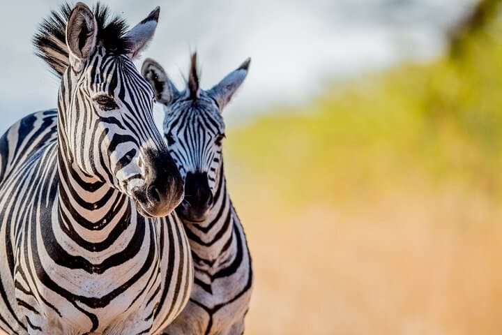 3-Day Maasai Mara Private Safari — Big Five, Mara River & Luxury Tented Camps photo 3