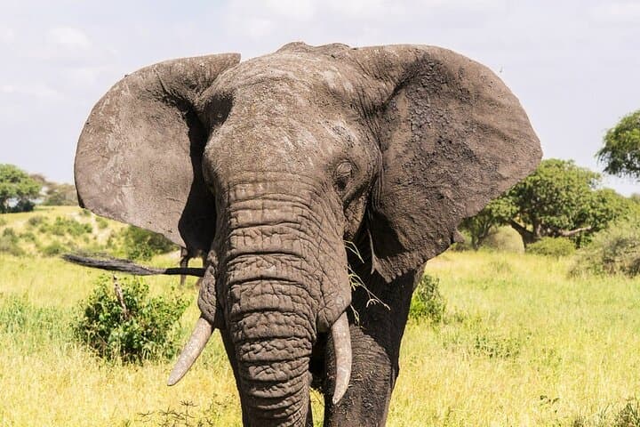3-Day Maasai Mara Private Safari — Big Five, Mara River & Luxury Tented Camps photo 4