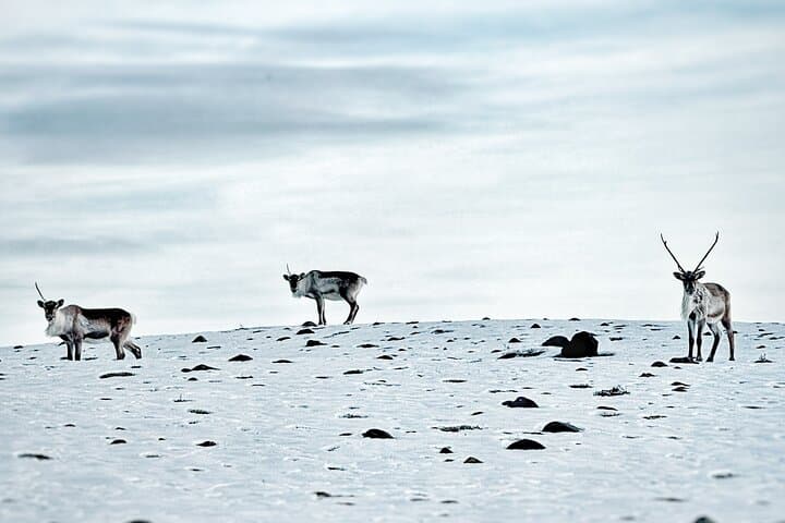 Premium Ice Cave Tour Vatnajokull: Breidamerkurjokull Blue Ice Cave Experience photo 6