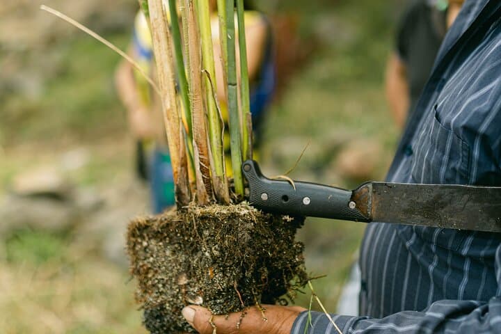 Interactive Tul Planting Tour on Lake Atitlan — Kayuko Experience in Santiago Atitlan photo 2