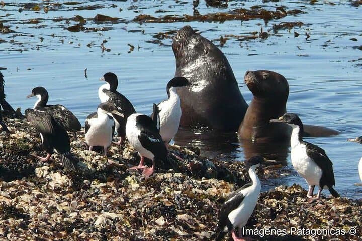 Sail the Beagle Channel to Les Eclaireurs Lighthouse: Ushuaia Wildlife Cruise photo 5