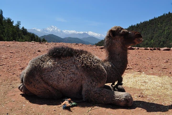 Two-Day Fint Oasis & Route of 1000 Kasbahs: Marrakech to Ouarzazate photo 3