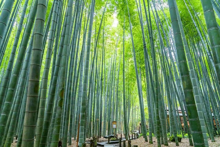 Private Kamakura and Enoshima Day Tour: Temples, Coastal Views & Local Eats photo 3