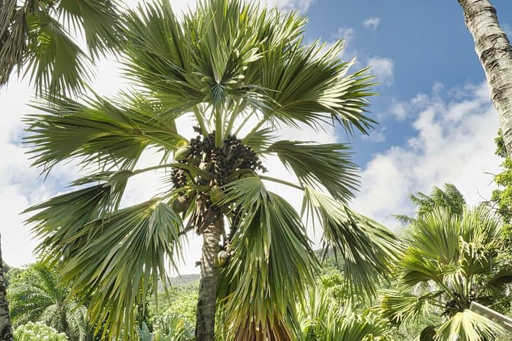 Private Full-Day Mahé Island Tour: Victoria, Tea Factory, Rum & Beaches photo 2