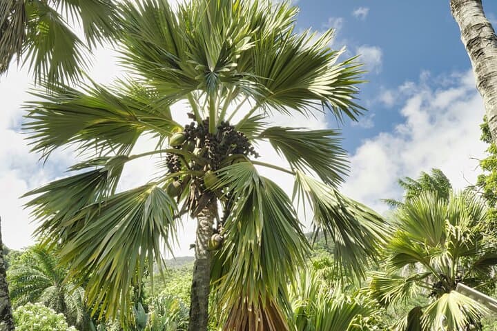 Private Full-Day Mahe Island Tour: Beaches, Peaks & Creole Culture photo 6