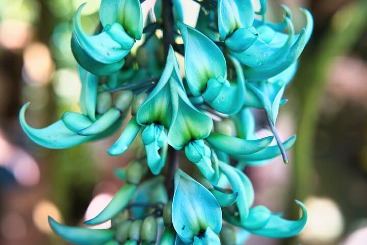 Private Half-Day Mahé Island Tour from Victoria — Beaches, Viewpoints & Gardens photo 5