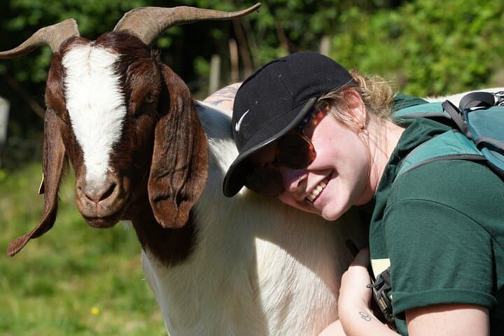 Guided Farm Hike at Steim Farm in Vik — Alpacas, Fjord Views & Local Snacks photo 6