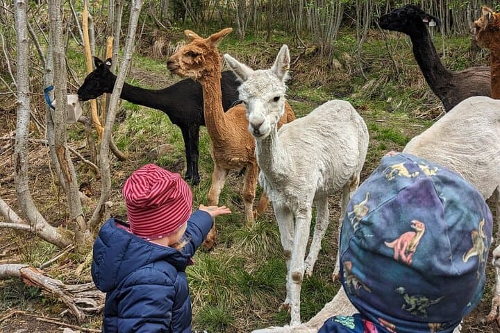 Guided Farm Hike at Steim Farm in Vik — Alpacas, Fjord Views & Local Snacks photo 4