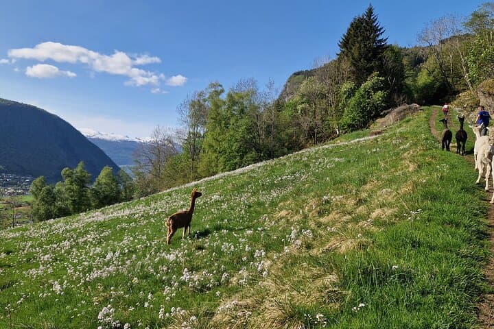Guided Farm Hike at Steim Farm in Vik — Alpacas, Fjord Views & Local Snacks