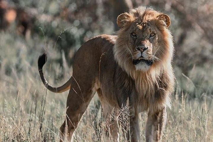15-Day Kenya Tanzania Safari: Ultimate Wildlife & Great Migration Experience photo 3