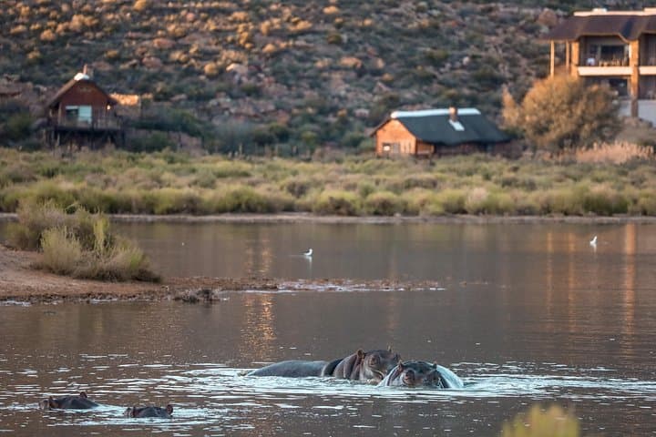 Aquila Private Game Reserve Afternoon Safari from Cape Town with Lunch & Transport photo 4