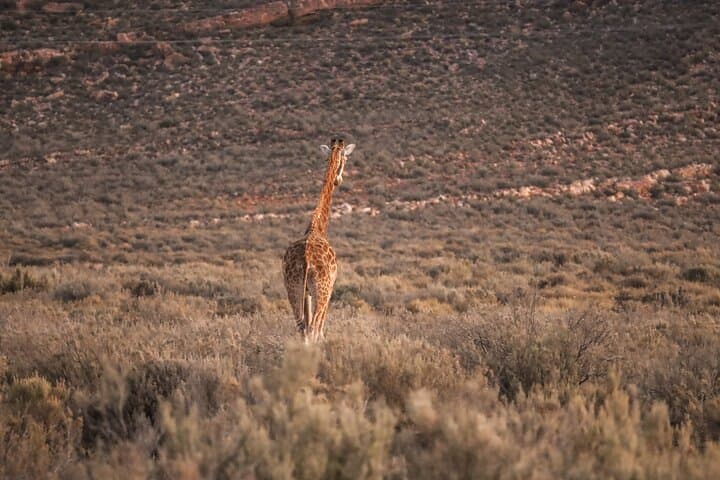 Aquila Private Game Reserve Afternoon Safari from Cape Town with Lunch & Transport photo 3