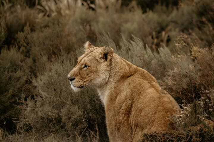 Aquila Private Game Reserve Afternoon Safari from Cape Town with Lunch & Transport photo 2