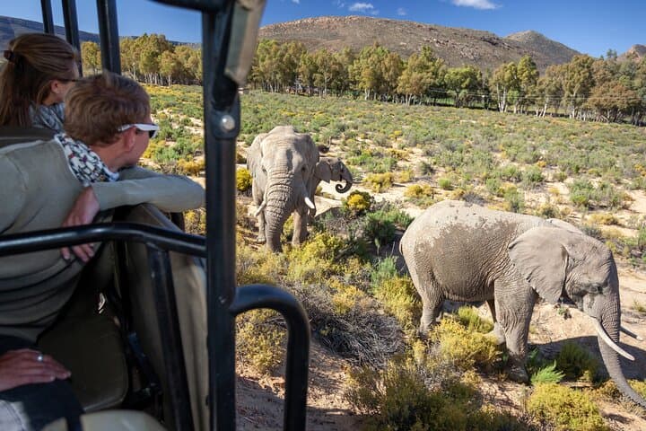 Aquila Private Game Reserve Afternoon Safari from Cape Town with Lunch & Transport photo 1