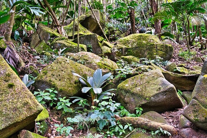 Mahé Private Nature Hike — Panoramic Trails to Anse Major, Morne Blanc & Scenic Lookouts photo 4