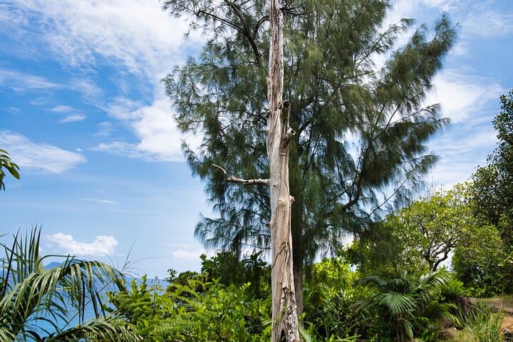 Mahé Private Nature Hike — Panoramic Trails to Anse Major, Morne Blanc & Scenic Lookouts photo 5