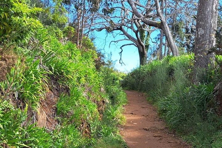 Madeira Levada Walk, Cider Tasting & Farm Lunch in Camacha photo 3