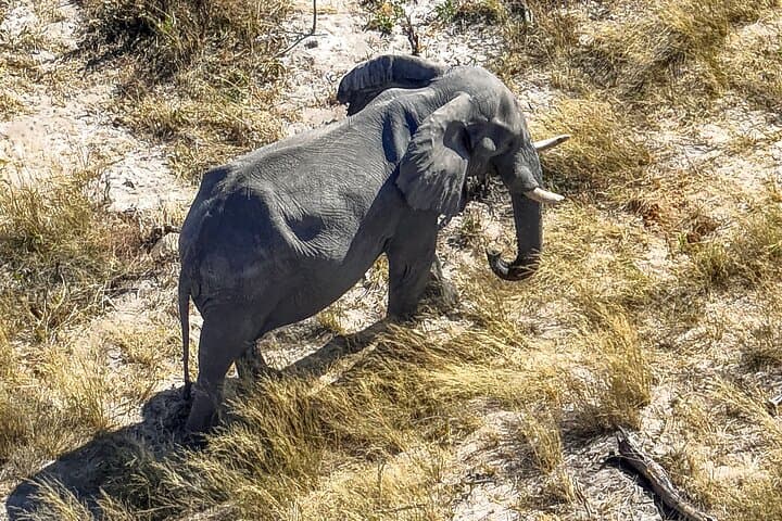 Online Drone Safari in Botswana — Remote Drone Flight Over the Okavango