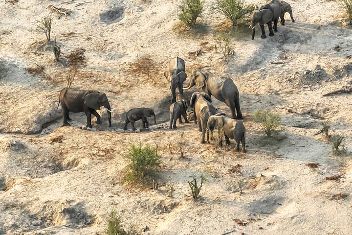 Online Drone Safari in Botswana — Remote Drone Flight Over the Okavango photo 2