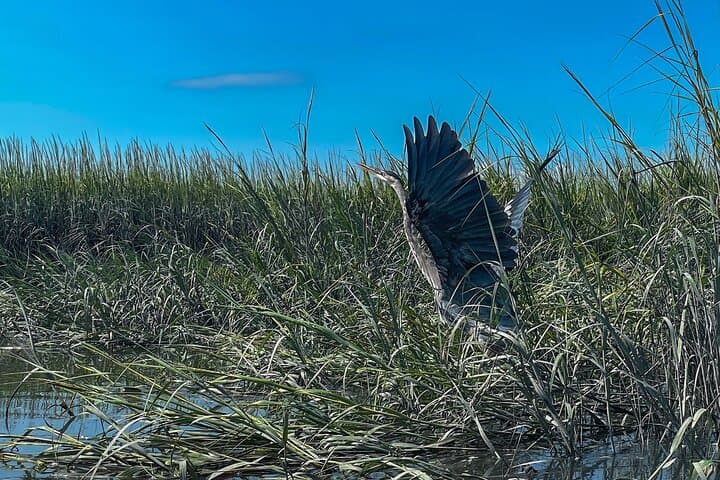 Hilton Head Outback Boat and Kayak Adventure — Page Island to Daufuskie Marshes photo 6
