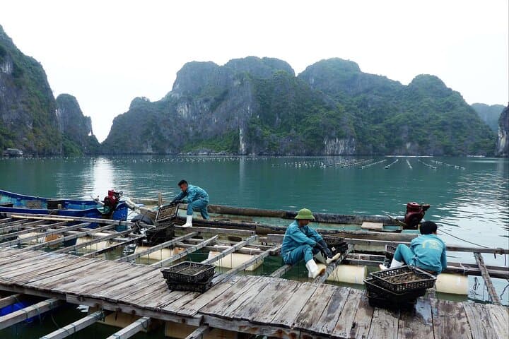 2-Day Arcady Cruise: Ha Long Bay Overnight with Kayaking & Cave Visit photo 4