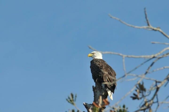 Explore Crystal River National Wildlife Refuge: A Manatee and Birdwatching Boat Adventure photo 3