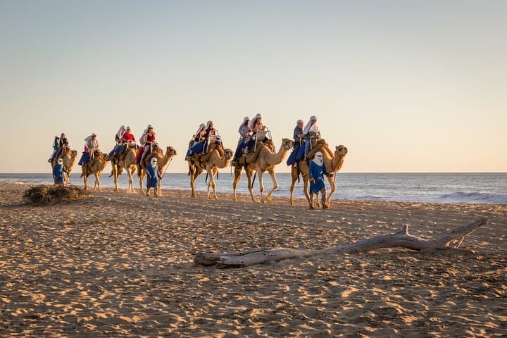 Cabo Electric Bike & Camel Ride: Beach E-Bike, Whales and Mexican Buffet photo 3