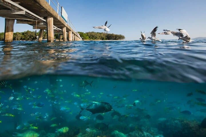 Wunyami Cultural Tour on Green Island — Indigenous-led Reef & Island Experience photo 5