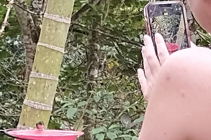 Hummingbird Paradise: Easy Birdwatching Near Cali, Colombia (4-Hour Experience) photo 5