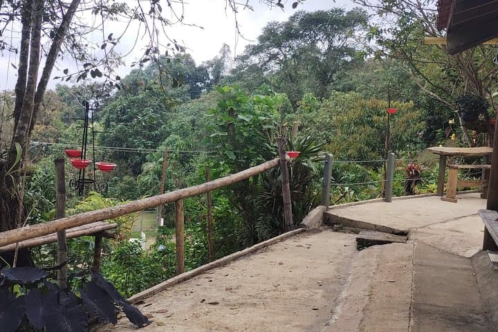 Hummingbird Paradise: Easy Birdwatching Near Cali, Colombia (4-Hour Experience) photo 6