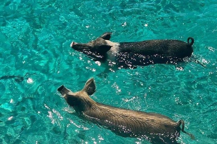 Rose Island Swimming Pigs & Snorkel Day Trip from Nassau photo 4