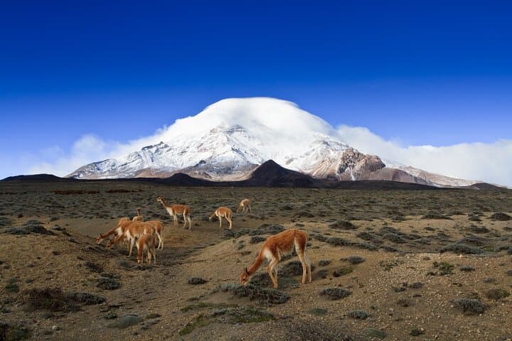 7-Day Private Andes and Amazon Tour: Cotopaxi, Quilotoa, Chimborazo & Napo River